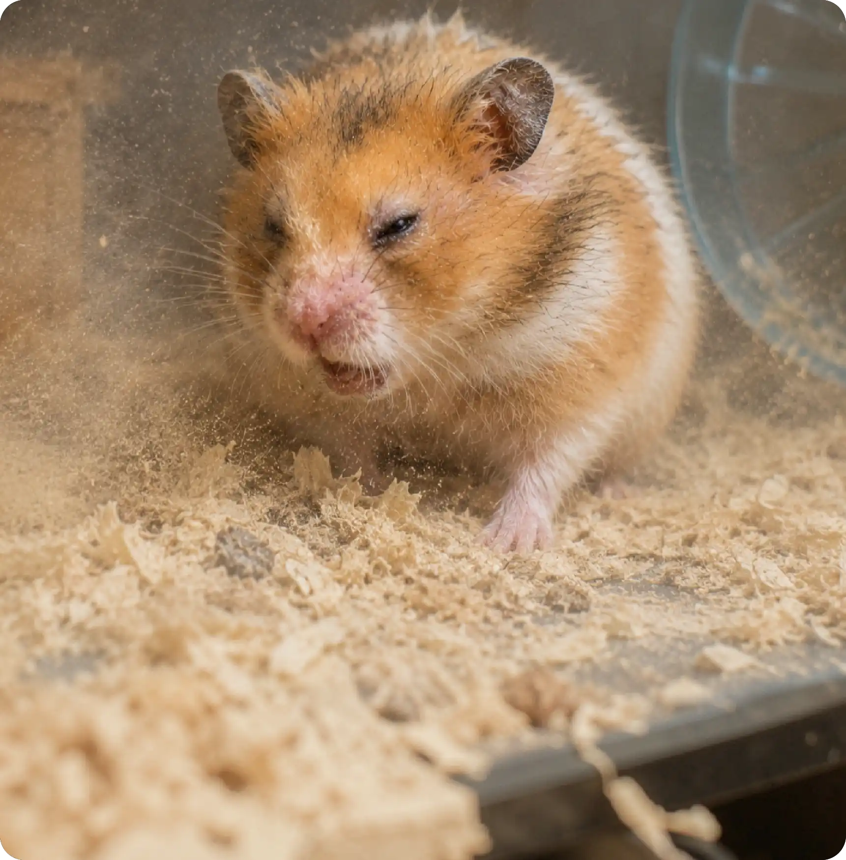 Dusty Bedding Materials